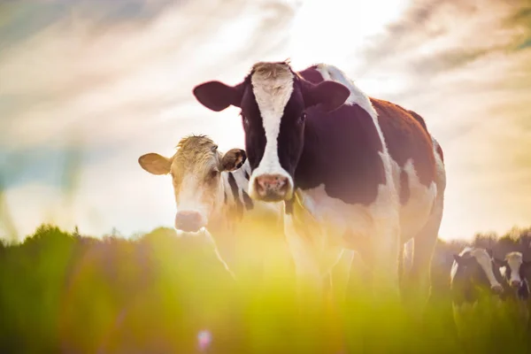 Krávy, které byly podnikány proti světlu ve starožitském stylu — Stock fotografie