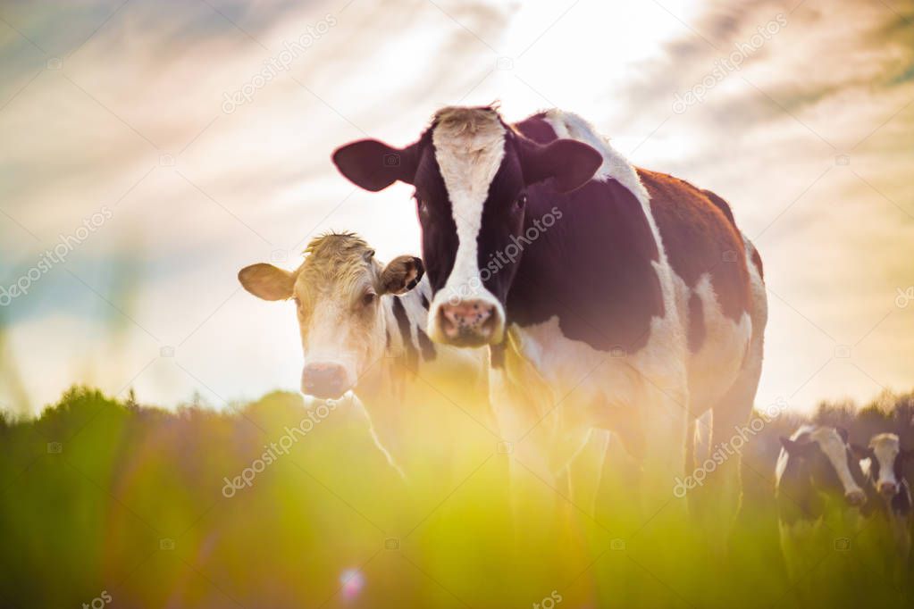 Cows taken against light in a vintage style