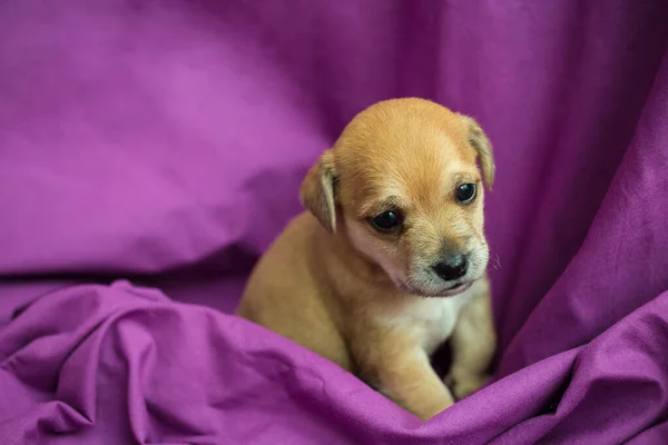 Bruine puppy in paarse stof — Stockfoto