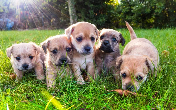 Cinco cachorros castanhos na grama — Fotografia de Stock