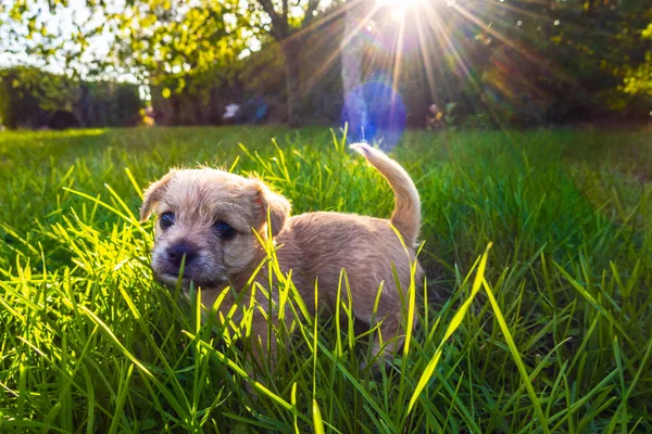 Cachorrinho marrom na grama iluminada — Fotografia de Stock