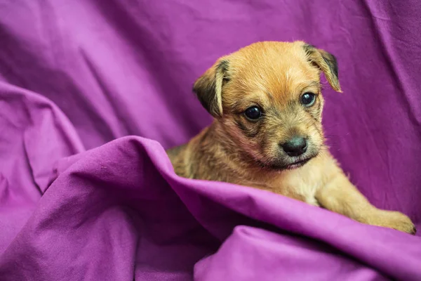 Cute puppy in purple fabric — Stock Photo, Image