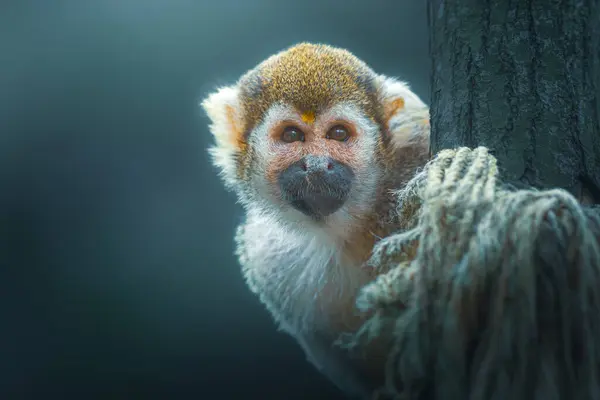 Eichhörnchen Affe Saimiri Sciureus Einem Baum Über Dunkelheit — Stockfoto