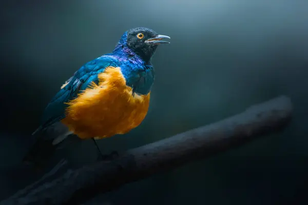 Excelente Estornino Encaramado Rama Muerta Lamprotornis Superbus Miembro Familia Aves —  Fotos de Stock