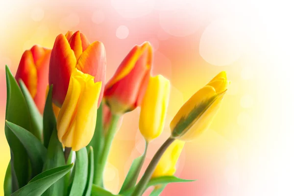 Tarjeta Vacaciones Primavera Tulipanes Amarillos Rojos — Foto de Stock