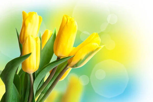 Tulipanes Primavera Luz Solar Marzo Tarjeta Vacaciones — Foto de Stock