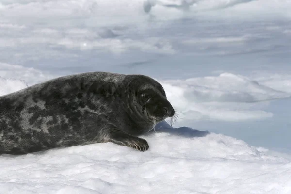 Grijze zeehond — Stockfoto