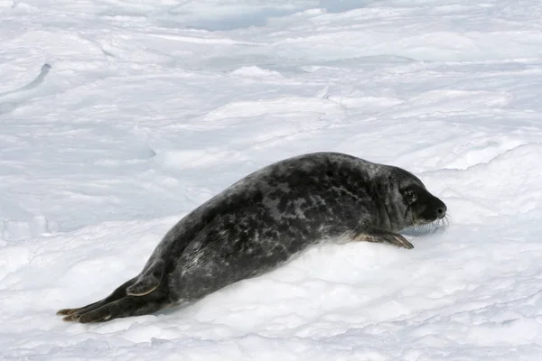 Grijze zeehond — Stockfoto