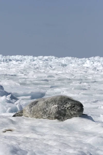 Grijze zeehond — Stockfoto