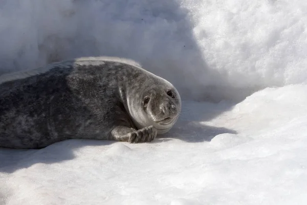 Grijze zeehond — Stockfoto