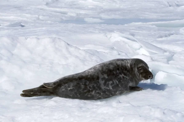 Grijze zeehond — Stockfoto