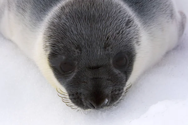 Encapuzado filhote de foca — Fotografia de Stock