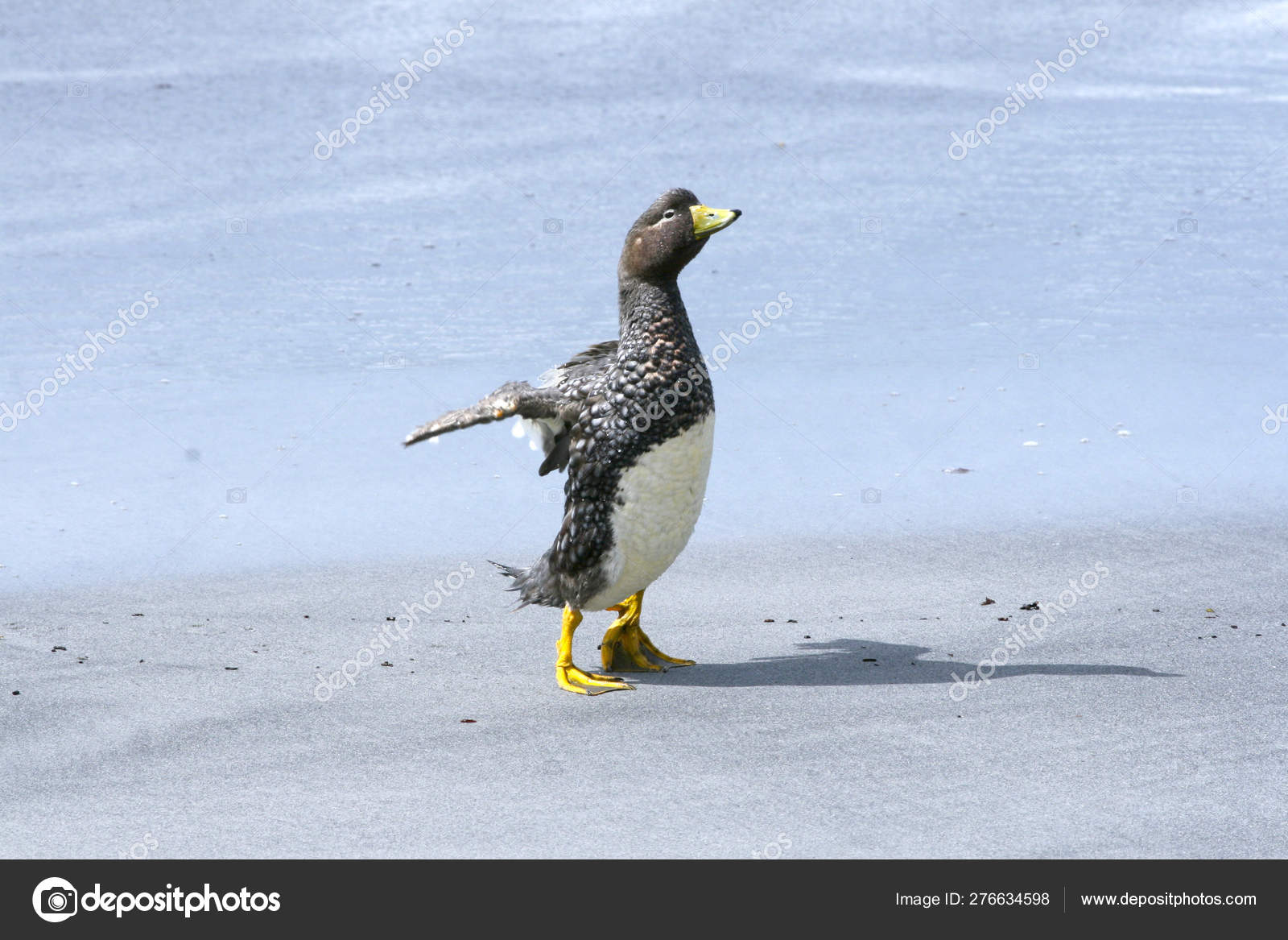 Flightless steamer duck (Tachyeres brachypterus) — Stock Photo © Gentoo