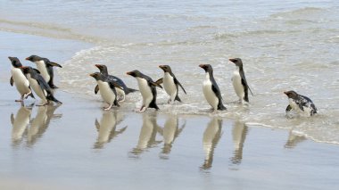 Rockhopper penguins (Eudyptes chrysocome) clipart