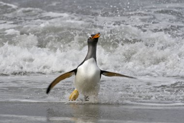 Gentoo pengueni (Pygoscelis papua)