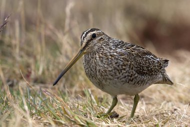 Macellan çulluk (Gallinago magellanica magellanica) 