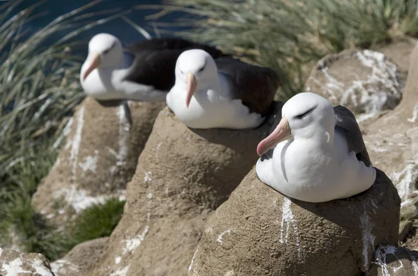 Albatros de cejas negras (Diomedea melanophris ) —  Fotos de Stock