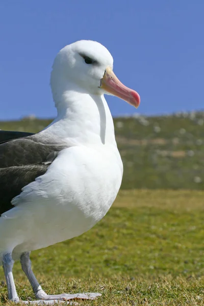 Чернобровый альбатрос (Diomedea melanophris ) — стоковое фото