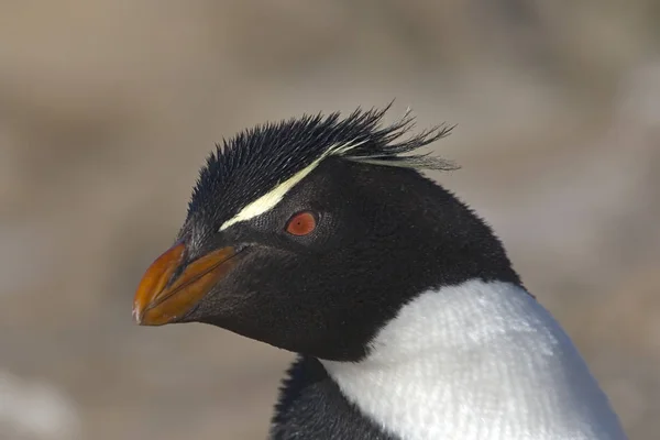 Pingüino Rockhopper (Eudyptes chrysocome) — Foto de Stock