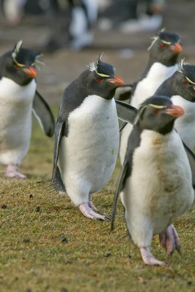 Рокхопперы пингвины (Eudyptes chrysocome ) — стоковое фото