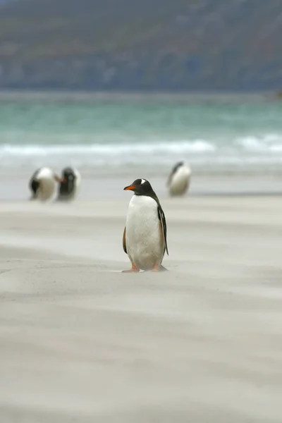 Pingüinos Gentoo (Pygoscelis papua ) — Foto de Stock