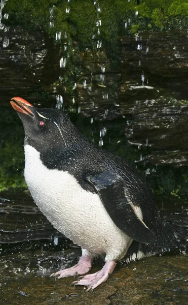 Pingüino Rockhopper (Eudyptes chrysocome) —  Fotos de Stock