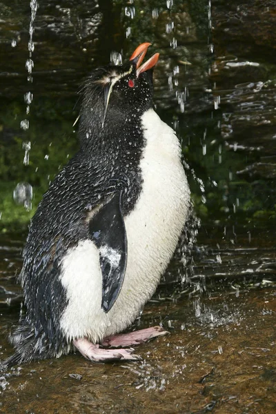 Rockhopper penguin (Eudyptes chrysocome) — Stock Photo, Image