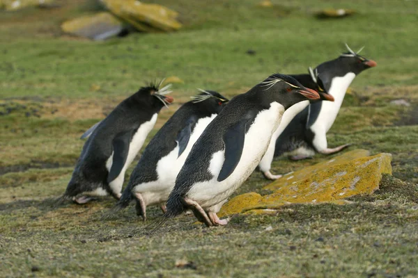 Pingüinos Rockhopper (Eudyptes chrysocome ) —  Fotos de Stock