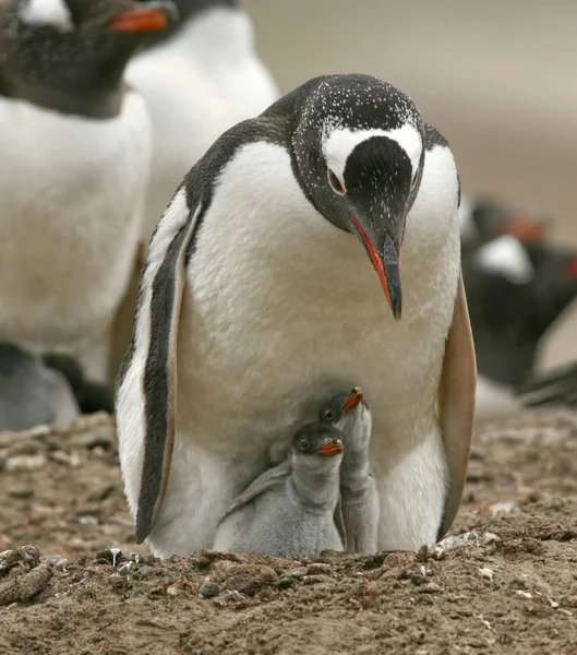 Gentoo-Pinguine (pygoscelis papua)) — Stockfoto
