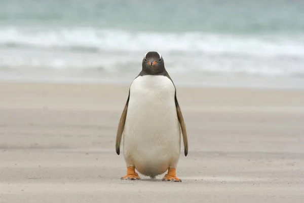 Gentoo-Pinguin (Pygoscelis papua)) — Stockfoto