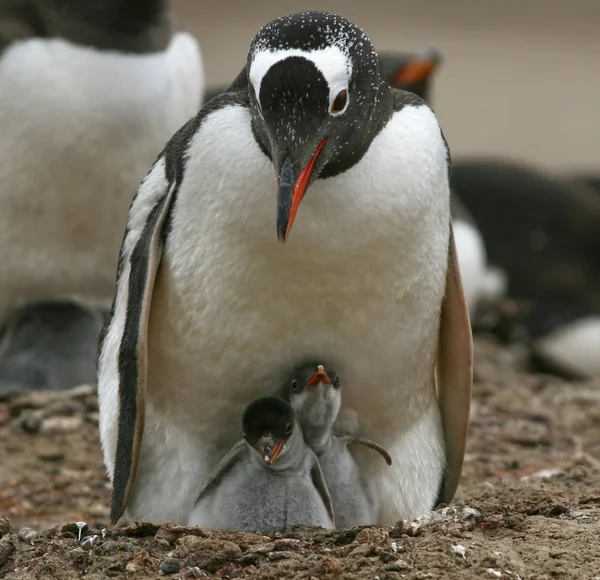 Pingwiny Gentoo (Pygoscelis Papua) — Zdjęcie stockowe