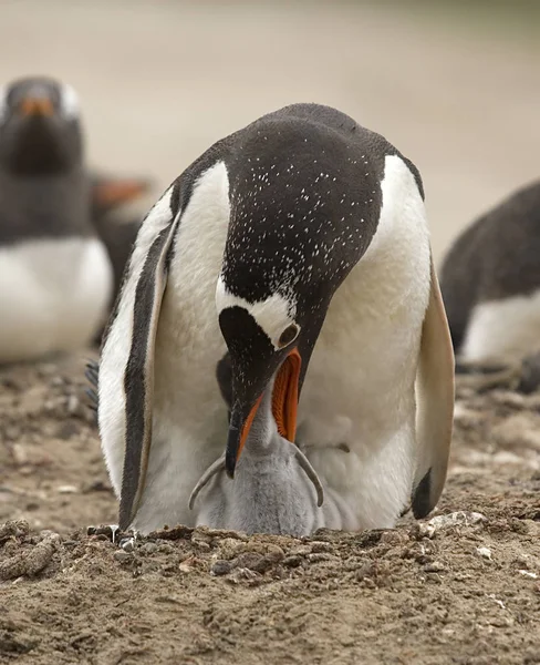 Gentoo tučňáci (Pygoscelis Papua) — Stock fotografie