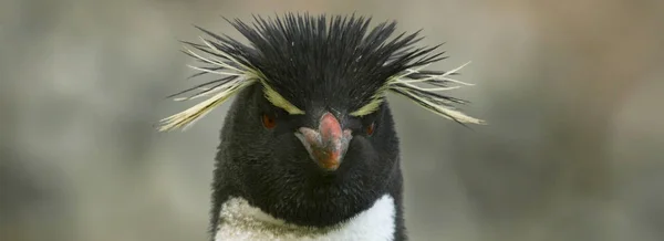 Rockhopper pengueni (Eudyptes chrysocome) — Stok fotoğraf