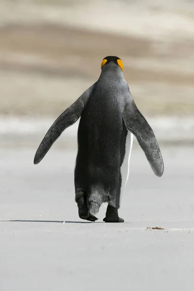 Koningspinguïn (Aptenodytes patagonicus) — Stockfoto