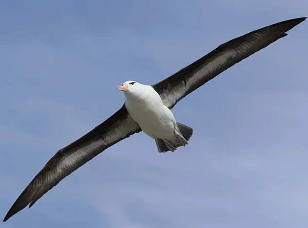 Albatros à tête noire (Diomedea melanophris) ) — Photo