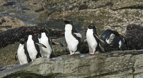 Pinguini di Rockhopper (Eudyptes chrysocome ) — Foto Stock
