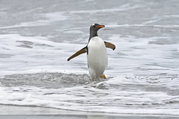 Pingüino Gentoo (Pygoscelis papua) — Foto de Stock