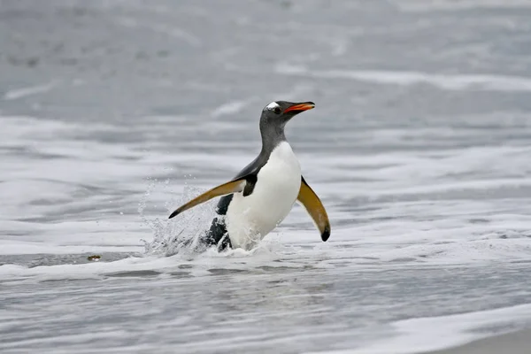 Pingwin białogłowy (Pygoscelis papua)) — Zdjęcie stockowe