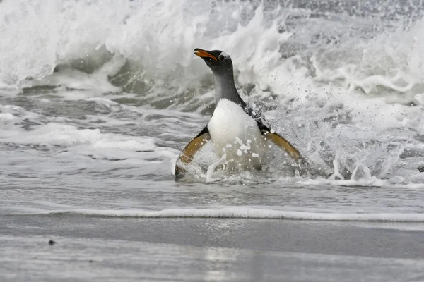 Pingwin białogłowy (Pygoscelis papua)) — Zdjęcie stockowe