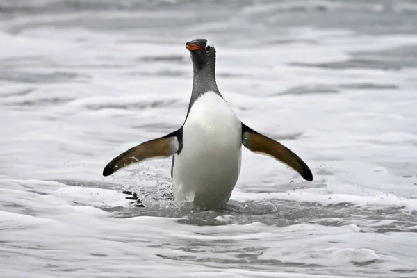 Tučňák obecný (Pygoscelis papua) — Stock fotografie