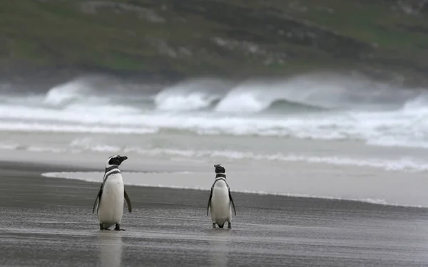 Tučňáci Magellanové Pláži Falklandských Ostrovech — Stock fotografie