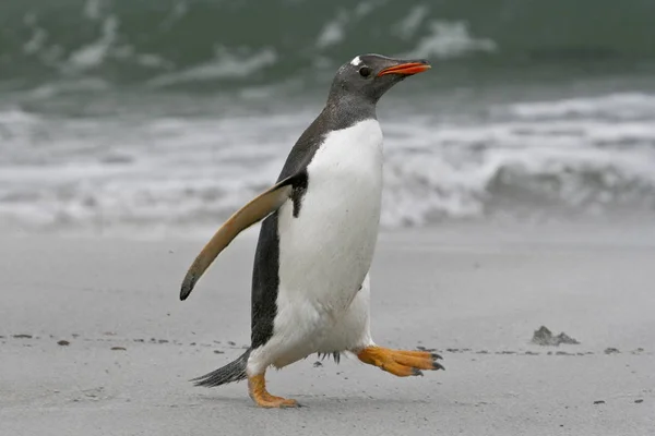 Pinguim-cavalheiro (Pygoscelis papua) — Fotografia de Stock