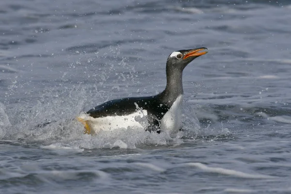 Gentoo pengueni (Pygoscelis papua) — Stok fotoğraf