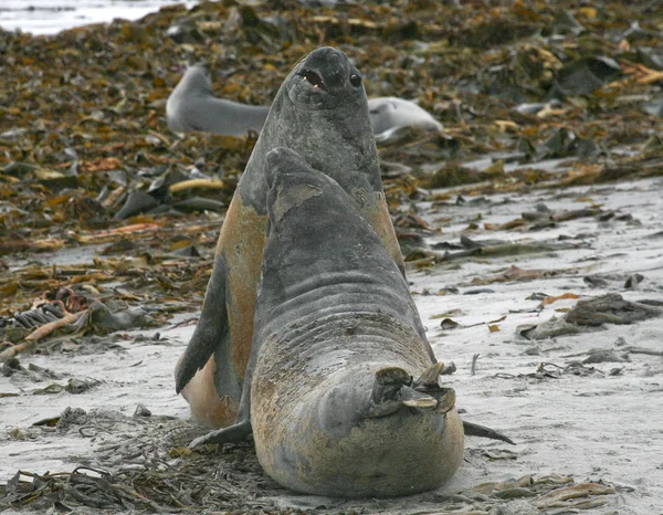 Anjing laut gajah selatan (Mirounga leonina ) — Stok Foto