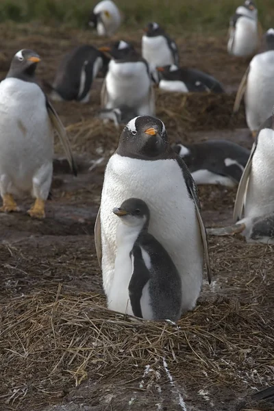 Gentoo penguenleri (Pygoscelis papua) — Stok fotoğraf