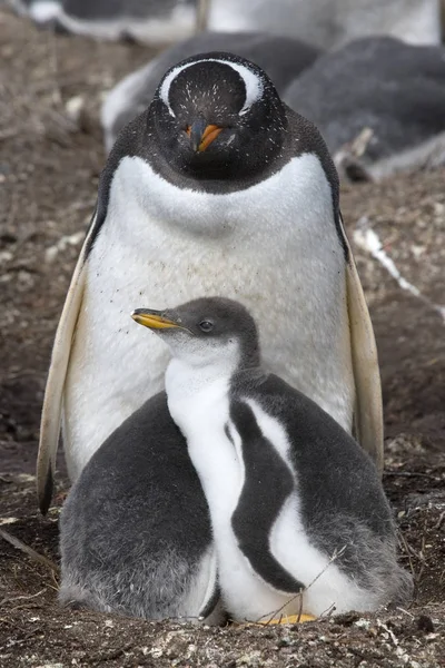 Pingüinos Gentoo (Pygoscelis papua ) — Foto de Stock