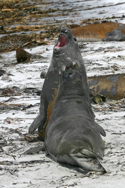 Southern elephant seals (Mirounga leonina) — Stock Photo, Image