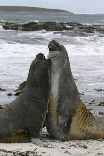 Zuidelijke olifant zeehonden (Mirounga leonina) — Stockfoto