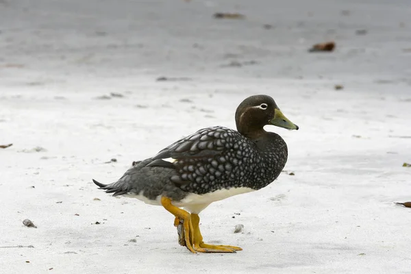 Flugunfähige Dampferente (tachyeres brachypterus)) — Stockfoto