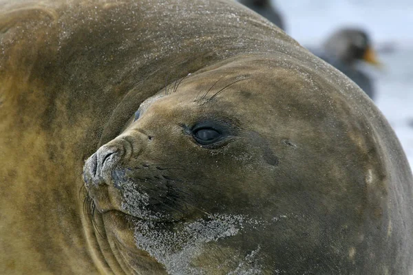 Zuidelijke zeeolifant (Mirounga leonina) — Stockfoto